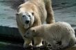 Family of polar bears