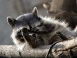 raccoon
