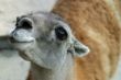 Lama Guanaka