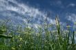 Long grass