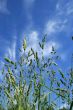 Long grass