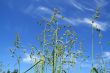 Long grass