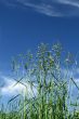 Long grass
