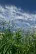 Long grass