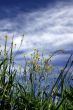 Long grass