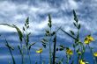 Long grass