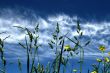 Long grass