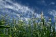 Long grass