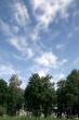 Trees and sky