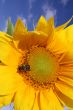 Bee on the sunflower