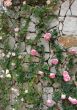 Roses on a stone wall