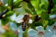 bee and apple flower