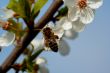bee and apple flower