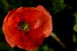 red poppy