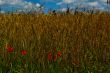 red poppy