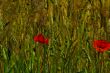 red poppy