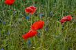 red poppy