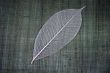Transparent leaf