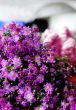 Bunch of pink and purple flowers