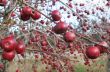 Red apples