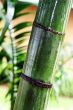 Bamboo