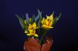 yellow tulip