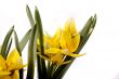 yellow tulip