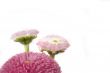 pink daisy