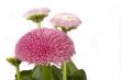 pink daisy
