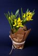 yellow tulip