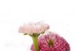 pink daisy