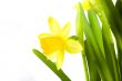 yellow daffodil