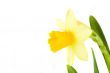 yellow daffodil