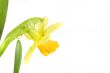 yellow daffodil