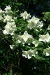 Blossom Jasmine