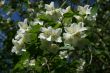 Blossom Jasmine