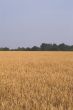 Wheat Field