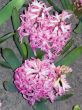 flowers, beauty