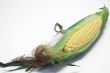 fresh ear of corn