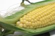 fresh ear of corn