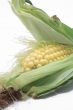 fresh ear of corn