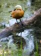 Duck, reflection, water