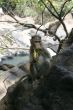 The monkey