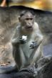 The monkey