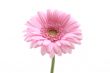 lovely pink gerbera isolated on white