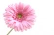 lovely pink gerbera isolated on white