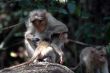 The monkey