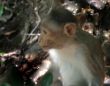 The monkey