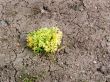 plant on earth