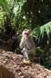 The monkey